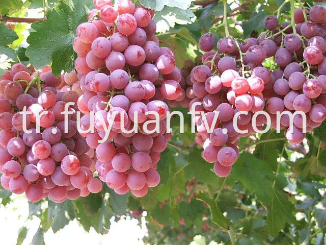 Red Grape Hotsale